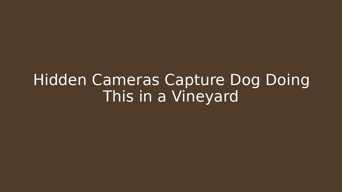Hidden Cameras Capture Dog Doing This in a Vineyard