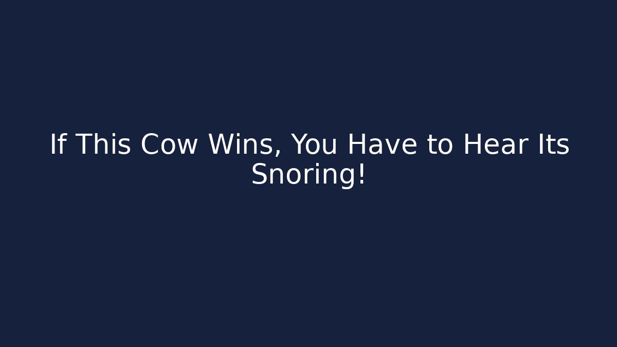 If This Cow Wins, You Have to Hear Its Snoring!