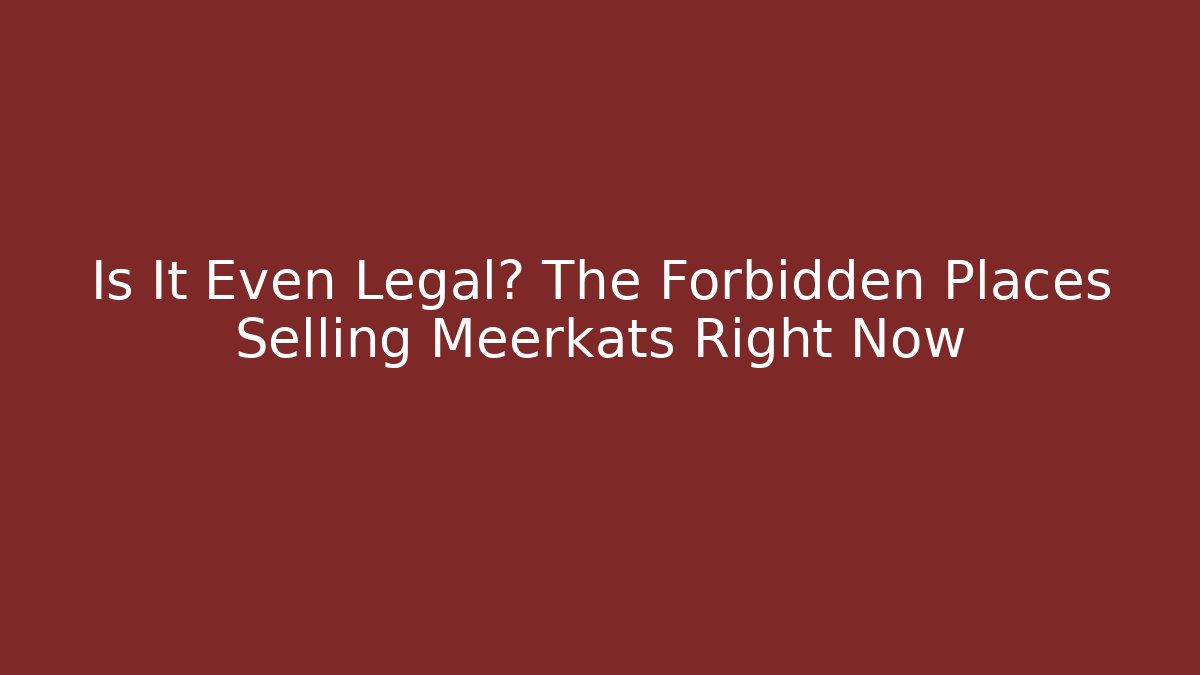 Is It Even Legal? The Forbidden Places Selling Meerkats Right Now