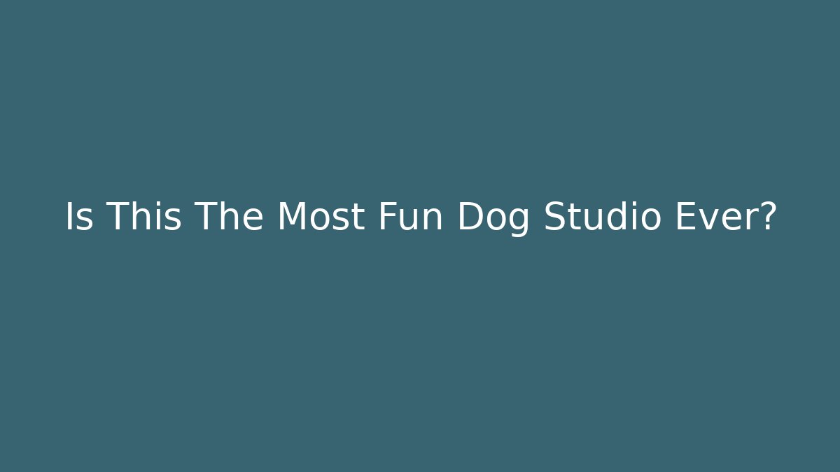 Is This The Most Fun Dog Studio Ever? - Critter Realm