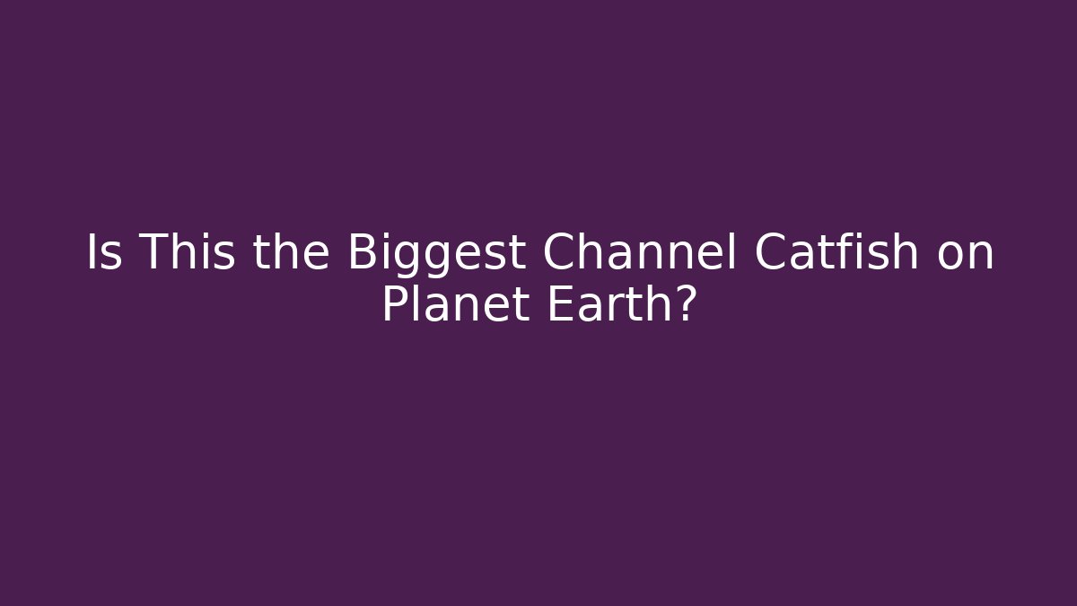 Is This the Biggest Channel Catfish on Planet Earth?