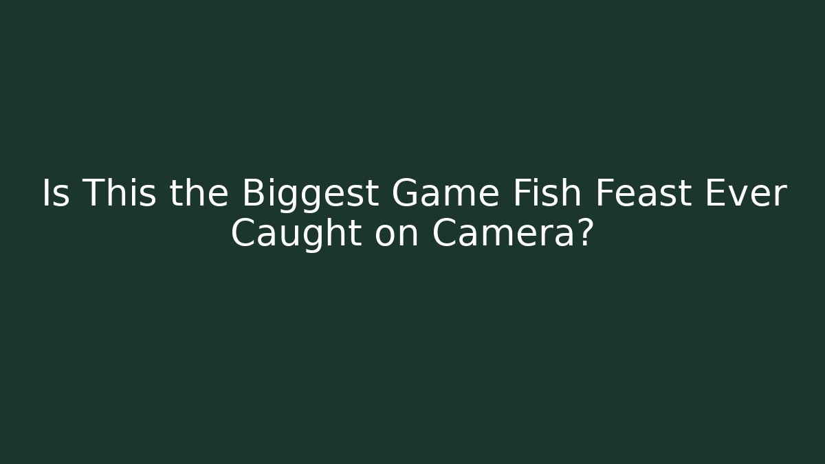 Is This the Biggest Game Fish Feast Ever Caught on Camera?