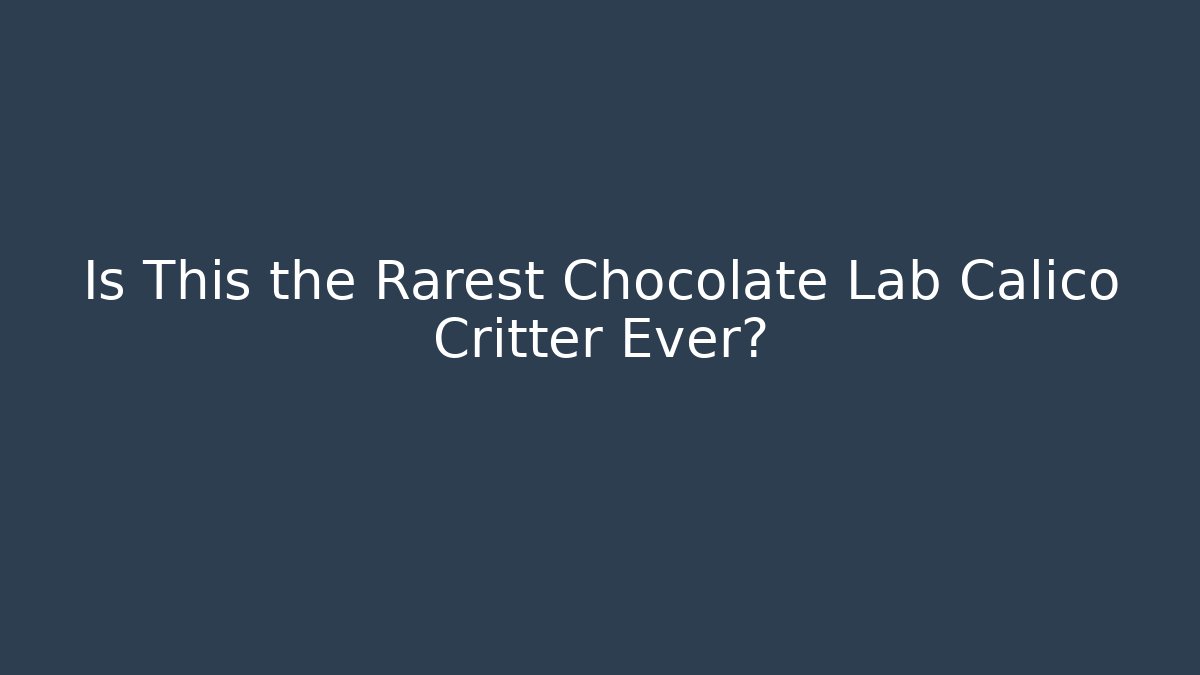 Is This the Rarest Chocolate Lab Calico Critter Ever?