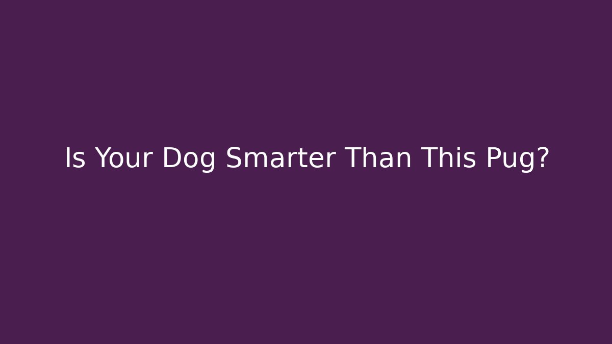 Is Your Dog Smarter Than This Pug?