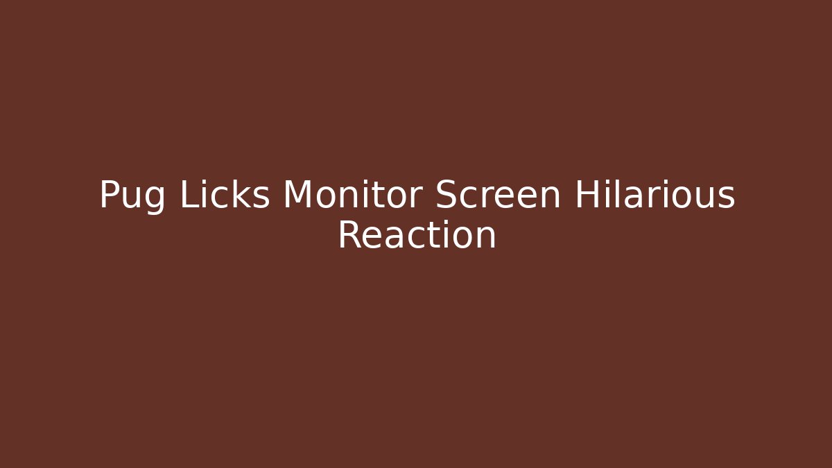 Pug Licks Monitor Screen Hilarious Reaction