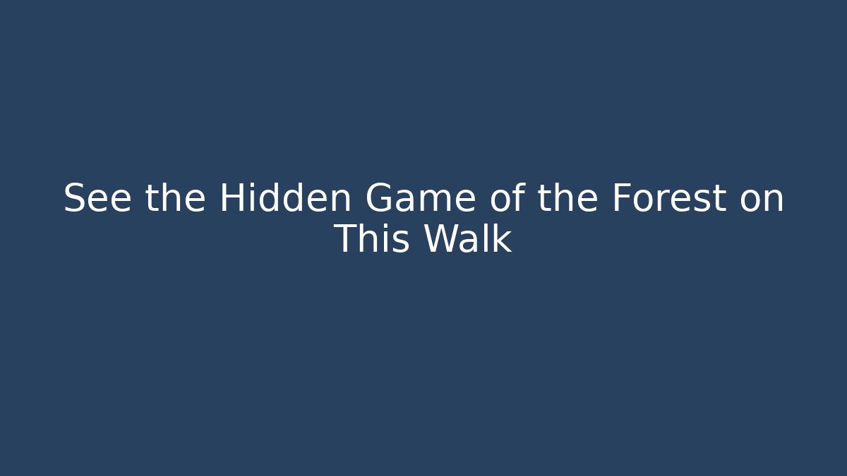 See the Hidden Game of the Forest on This Walk