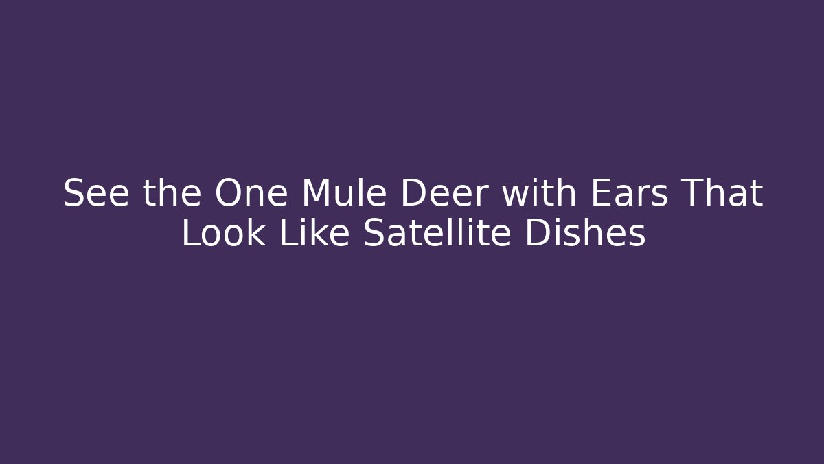 See the One Mule Deer with Ears That Look Like Satellite Dishes
