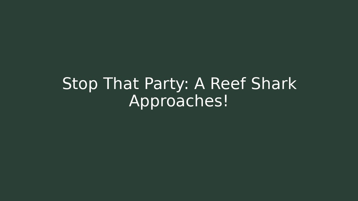 Stop That Party: A Reef Shark Approaches! - Critter Realm