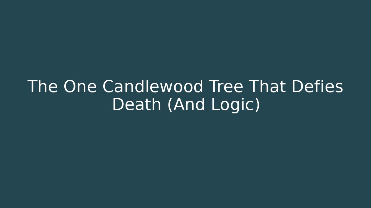 The One Candlewood Tree That Defies Death (And Logic)