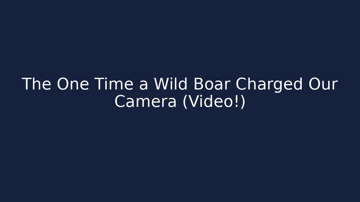 The One Time a Wild Boar Charged Our Camera (Video!)