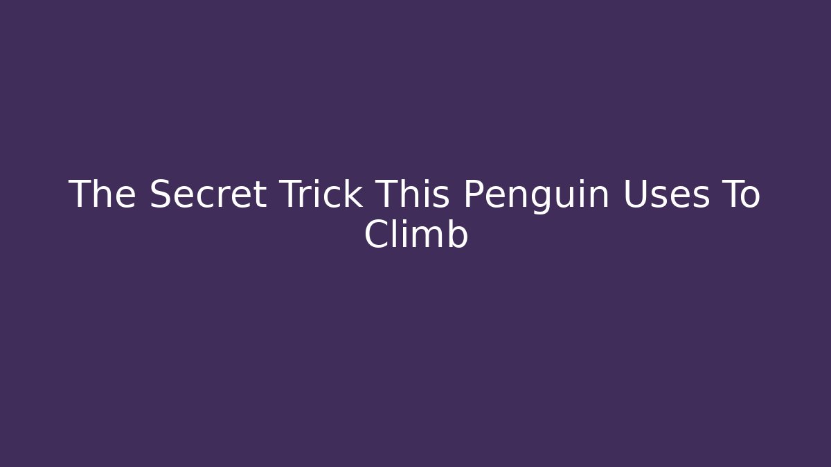 The Secret Trick This Penguin Uses To Climb