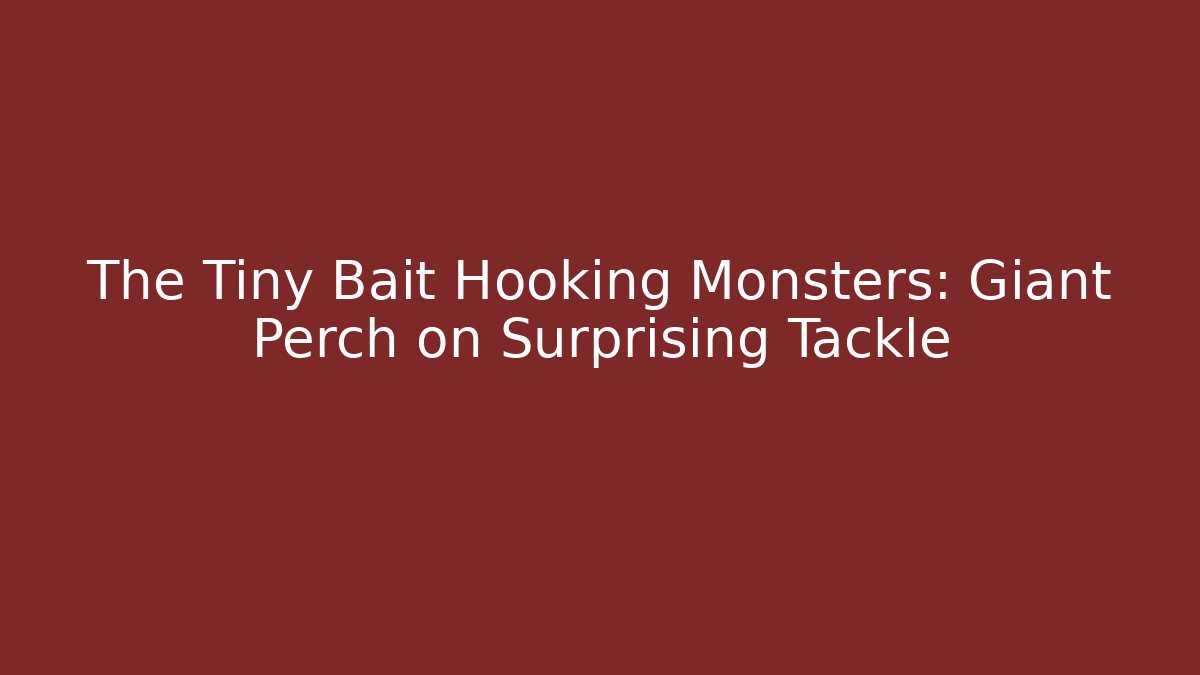 The Tiny Bait Hooking Monsters: Giant Perch on Surprising Tackle