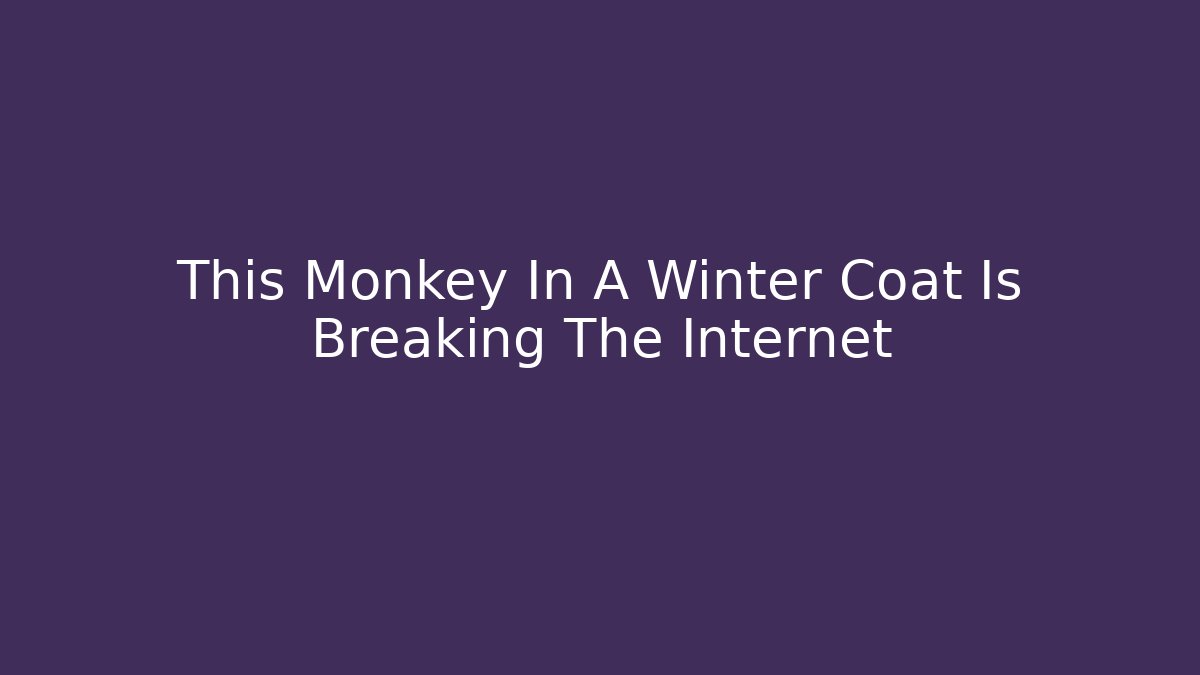 This Monkey In A Winter Coat Is Breaking The Internet
