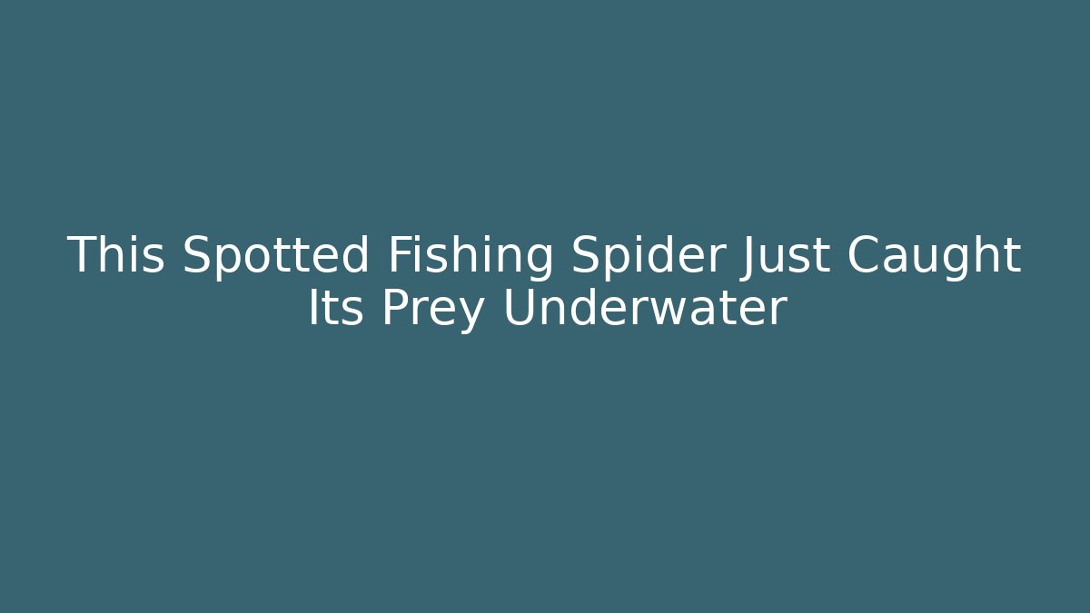 This Spotted Fishing Spider Just Caught Its Prey Underwater