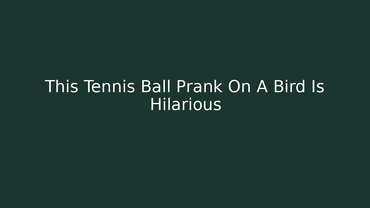 This Tennis Ball Prank On A Bird Is Hilarious