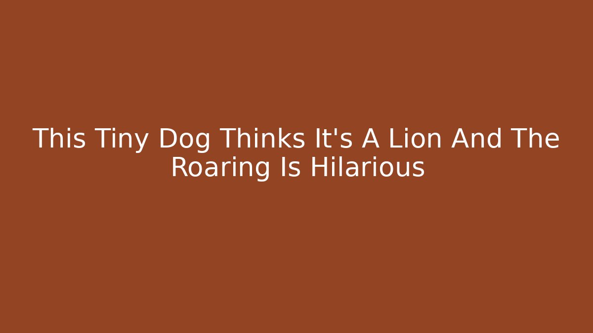 This Tiny Dog Thinks It's A Lion And The Roaring Is Hilarious