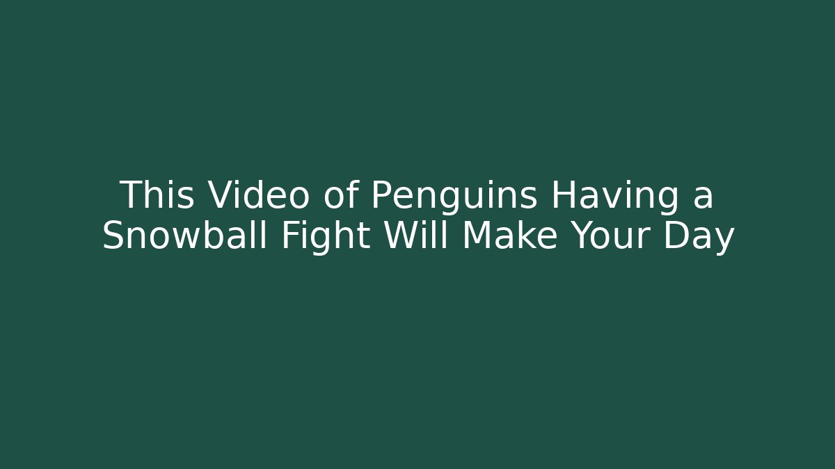 This Video of Penguins Having a Snowball Fight Will Make Your Day