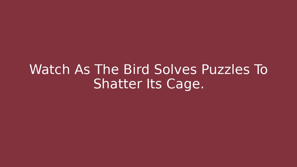 Watch As The Bird Solves Puzzles To Shatter Its Cage. - Critter Realm