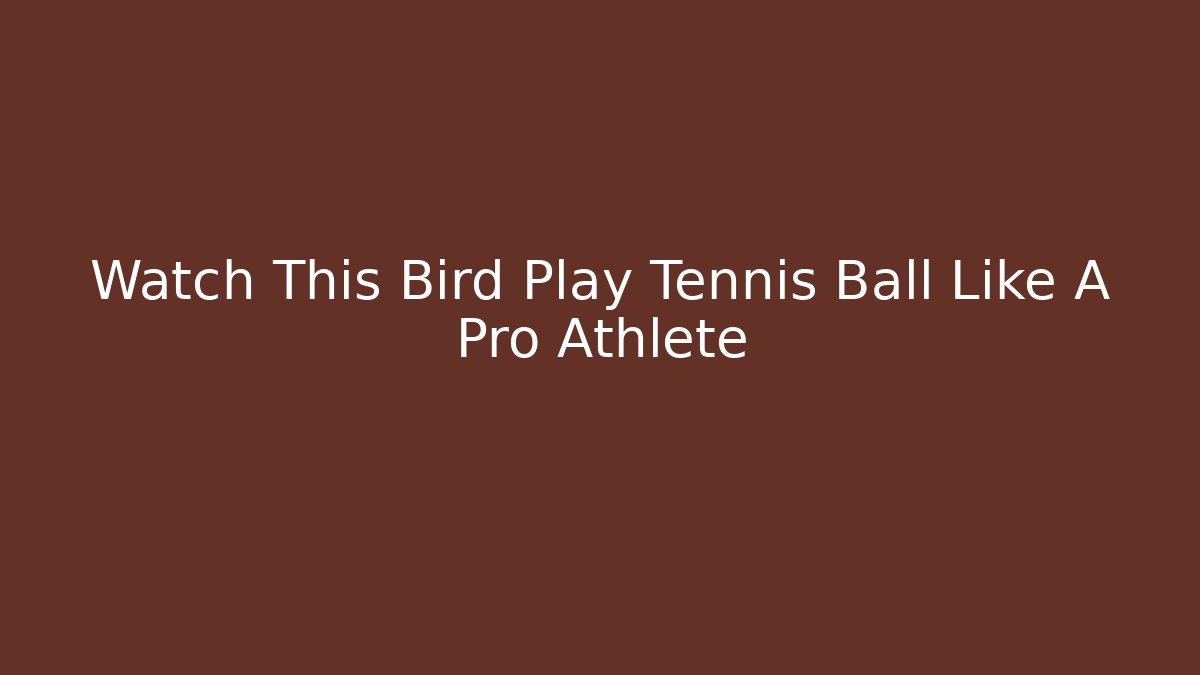 Watch This Bird Play Tennis Ball Like A Pro Athlete - Critter Realm