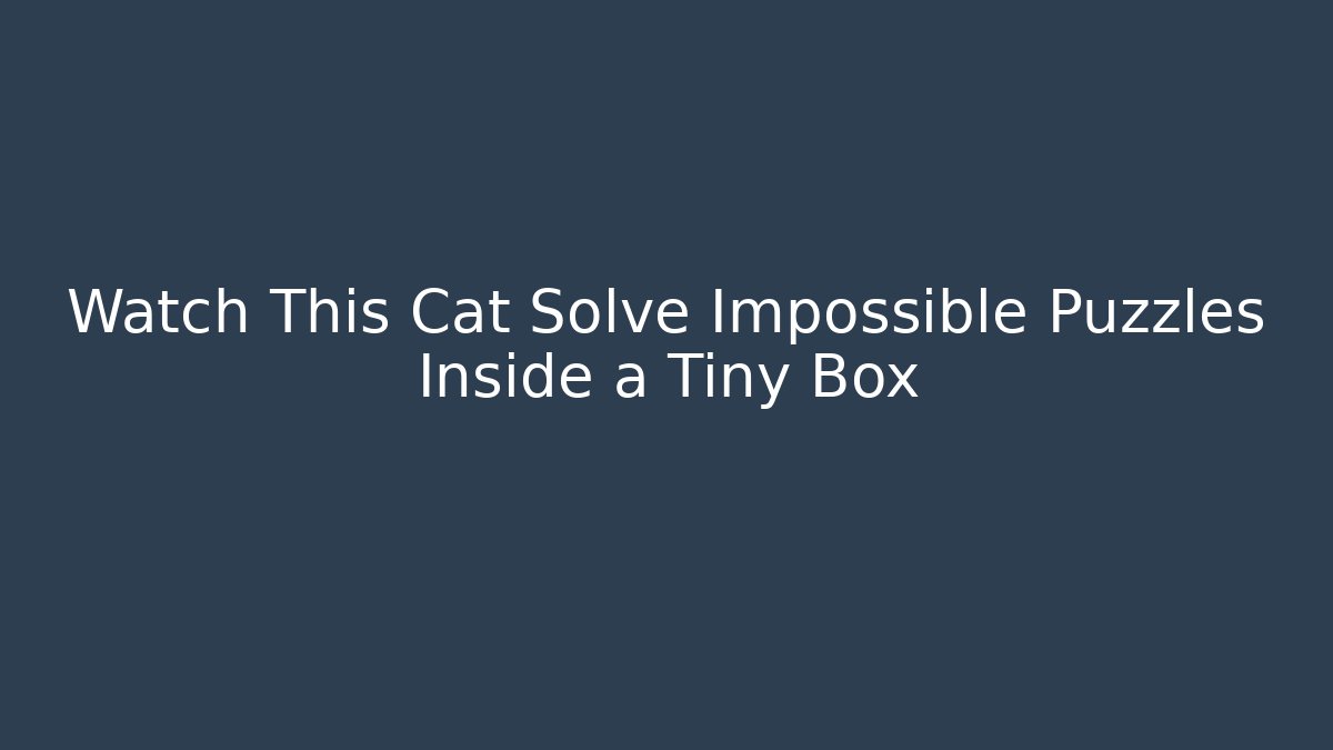 Watch This Cat Solve Impossible Puzzles Inside a Tiny Box