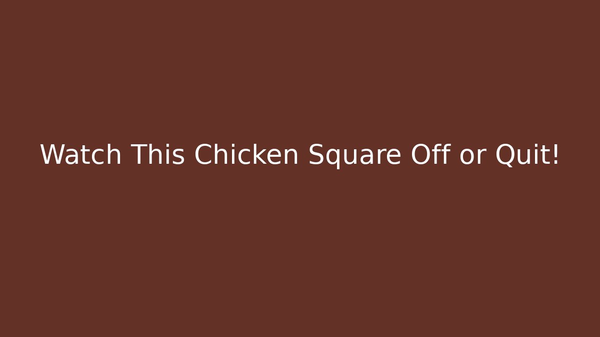 Watch This Chicken Square Off or Quit! - Critter Realm
