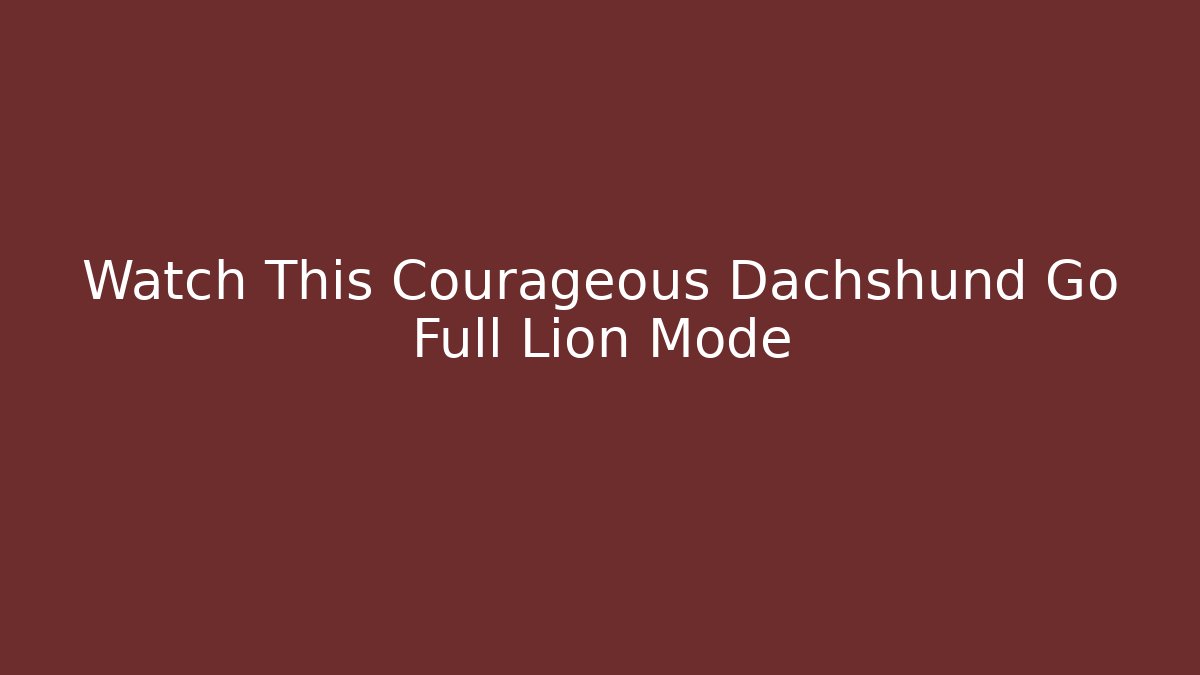 Watch This Courageous Dachshund Go Full Lion Mode