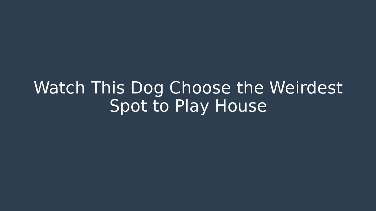 Watch This Dog Choose the Weirdest Spot to Play House