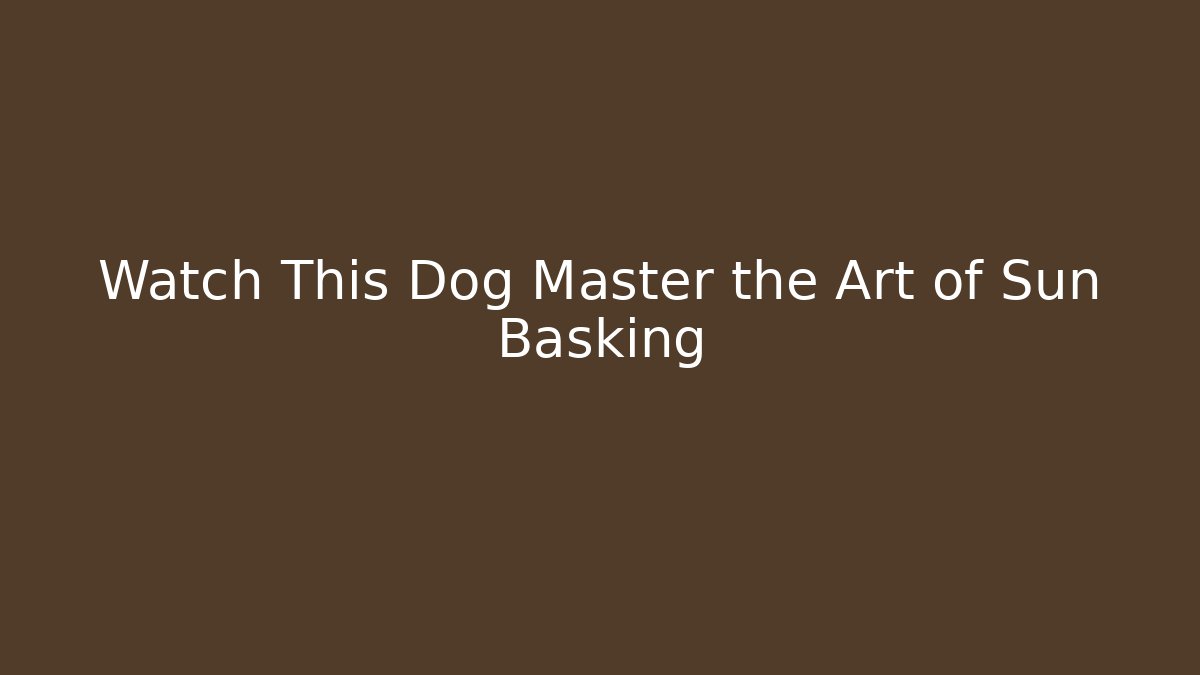 Watch This Dog Master the Art of Sun Basking