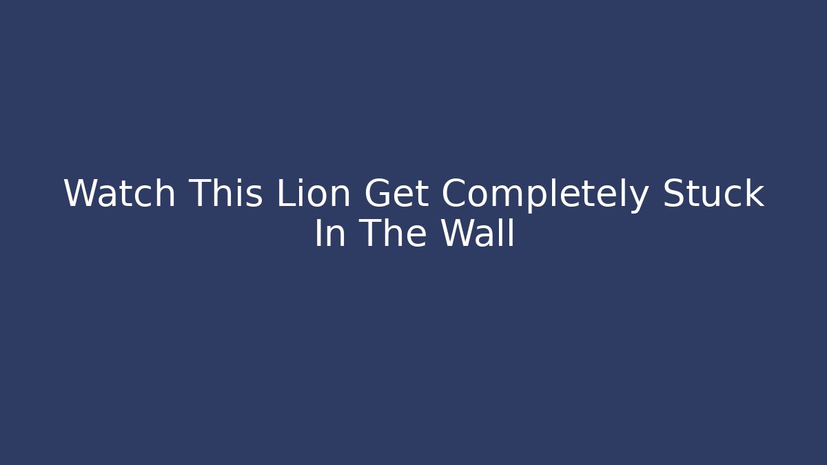 Watch This Lion Get Completely Stuck In The Wall
