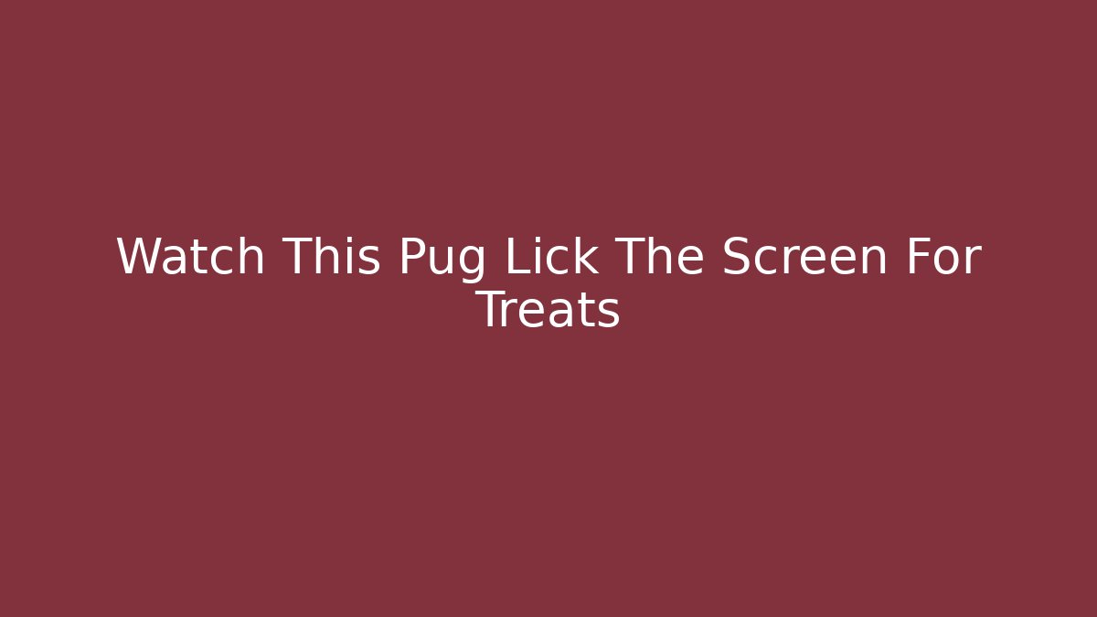 Watch This Pug Lick The Screen For Treats