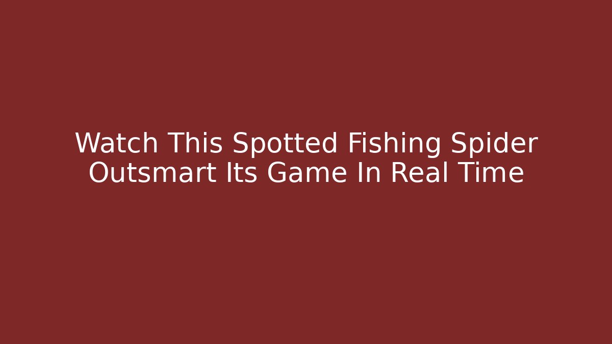 Watch This Spotted Fishing Spider Outsmart Its Game In Real Time