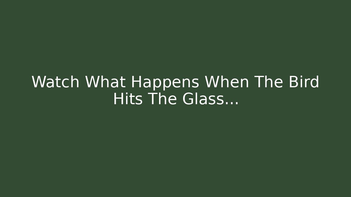 Watch What Happens When The Bird Hits The Glass…