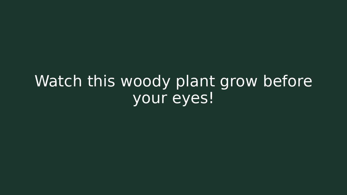 Watch this woody plant grow before your eyes!