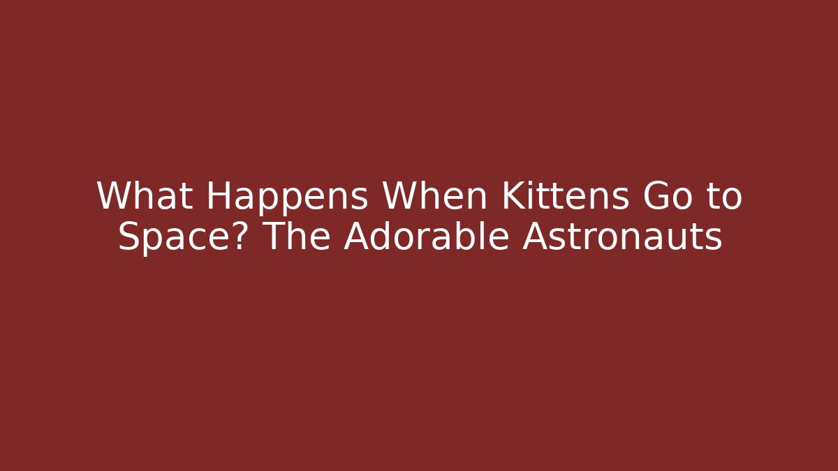 What Happens When Kittens Go to Space? The Adorable Astronauts