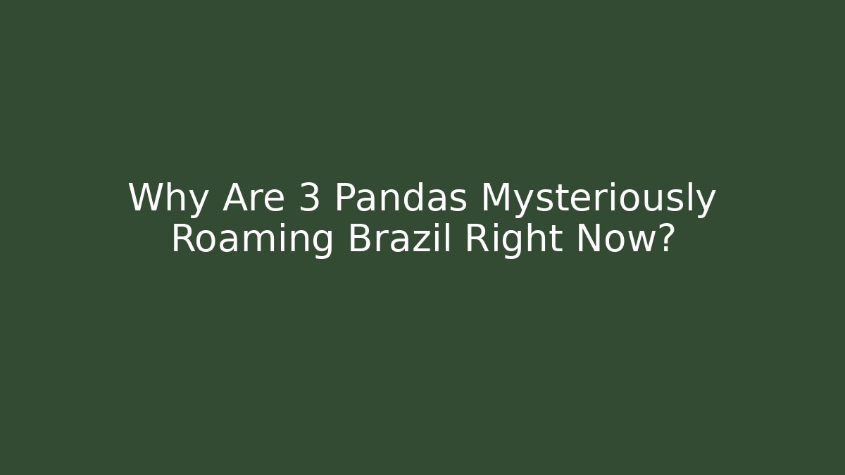 Why Are 3 Pandas Mysteriously Roaming Brazil Right Now?