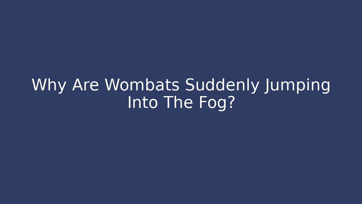 Why Are Wombats Suddenly Jumping Into The Fog?