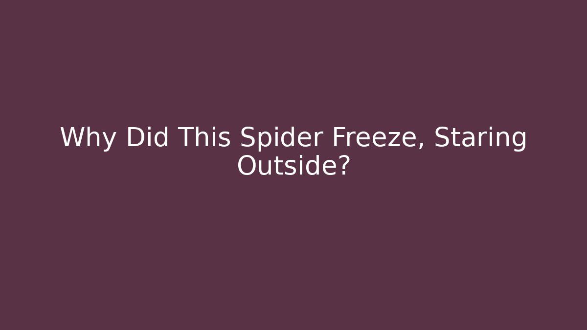 Why Did This Spider Freeze, Staring Outside?