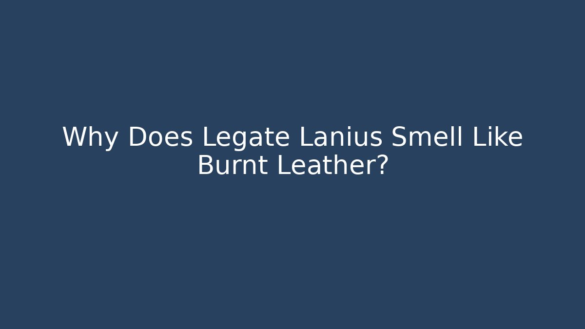 Why Does Legate Lanius Smell Like Burnt Leather?