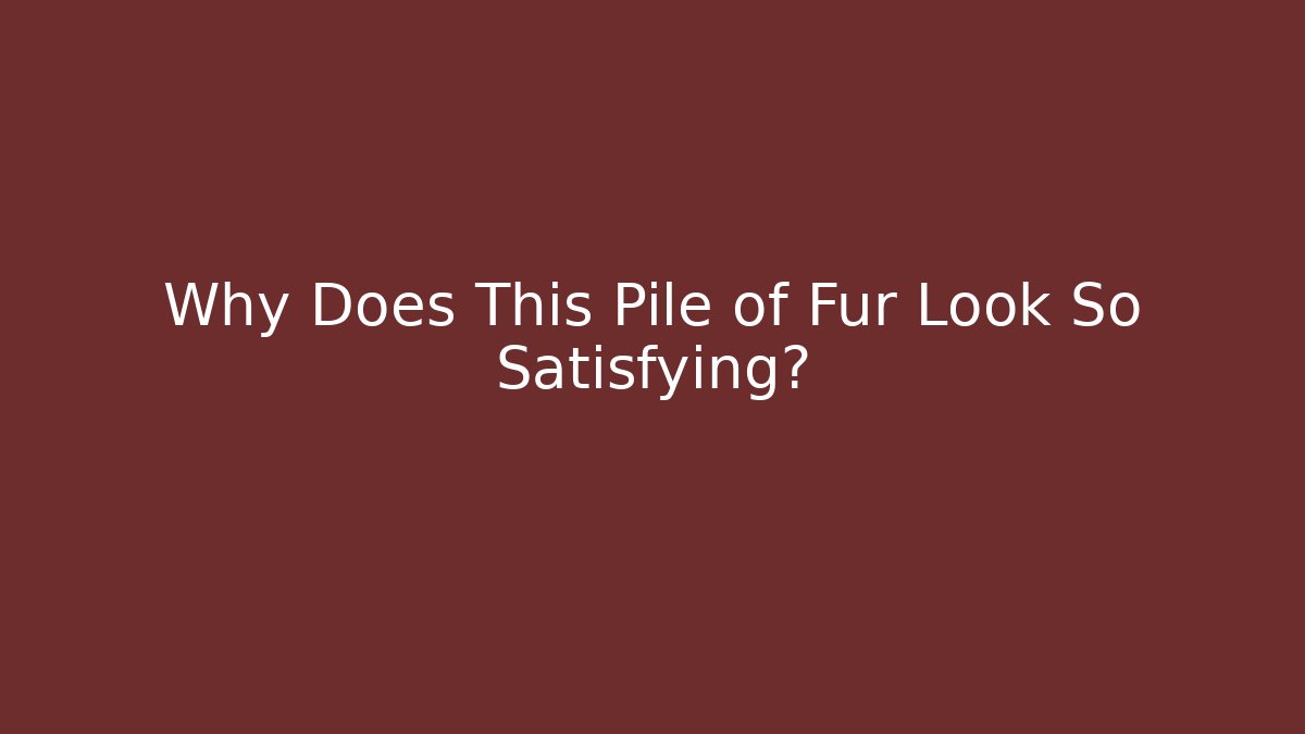 Why Does This Pile of Fur Look So Satisfying?