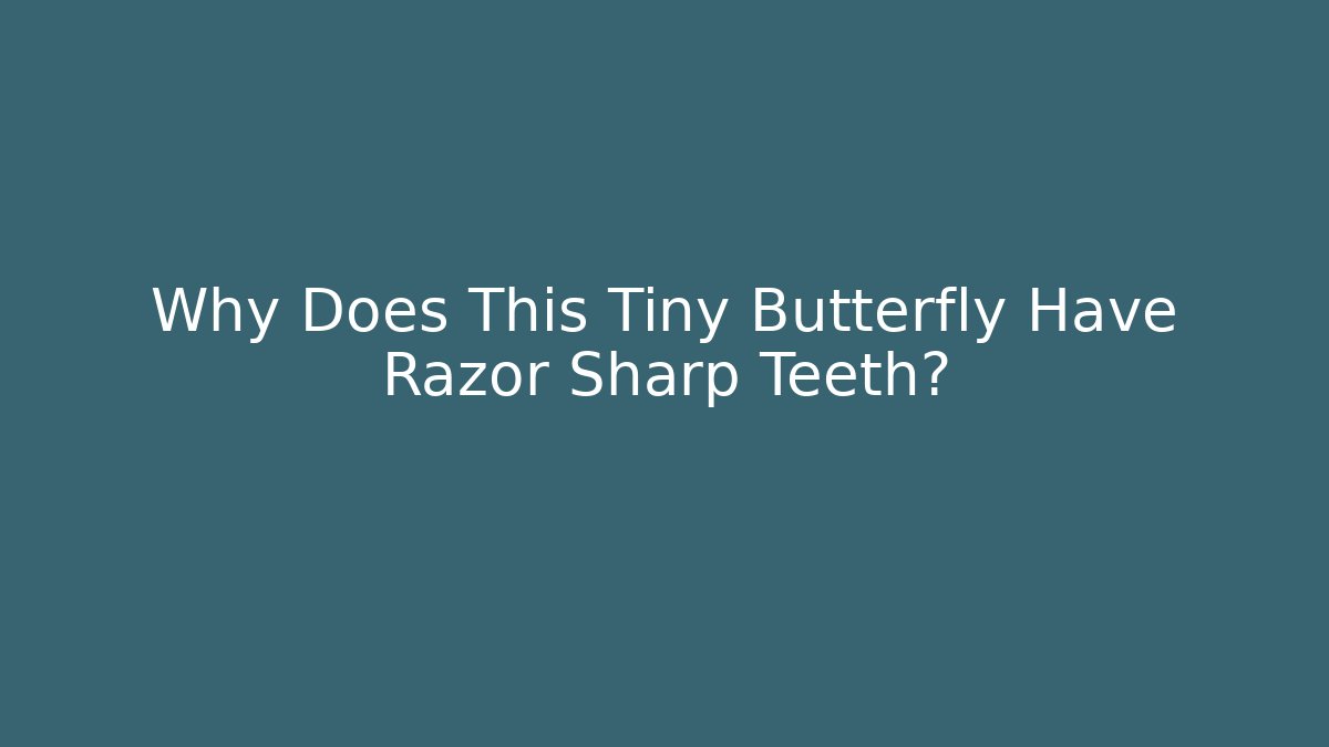 Why Does This Tiny Butterfly Have Razor Sharp Teeth?