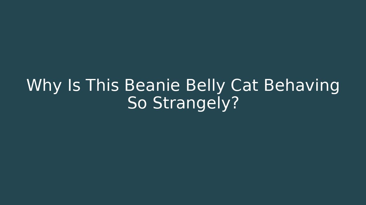 Why Is This Beanie Belly Cat Behaving So Strangely?