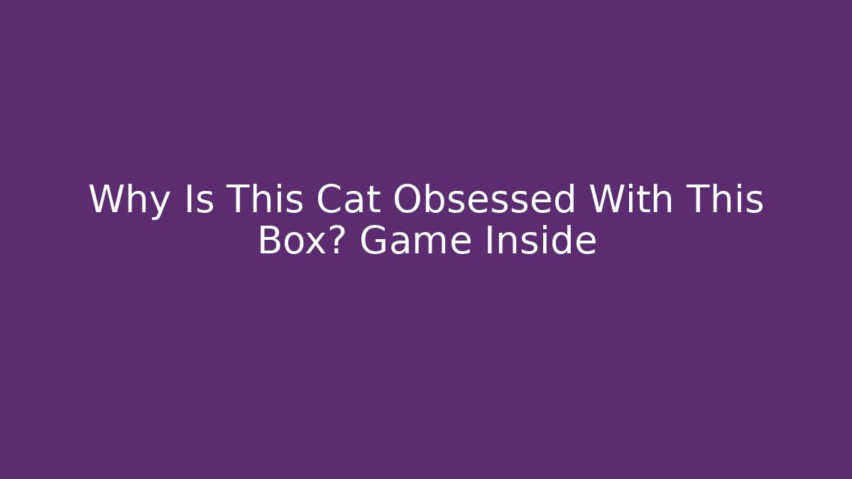 Why Is This Cat Obsessed With This Box? Game Inside