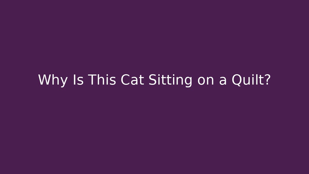 Why Is This Cat Sitting on a Quilt?