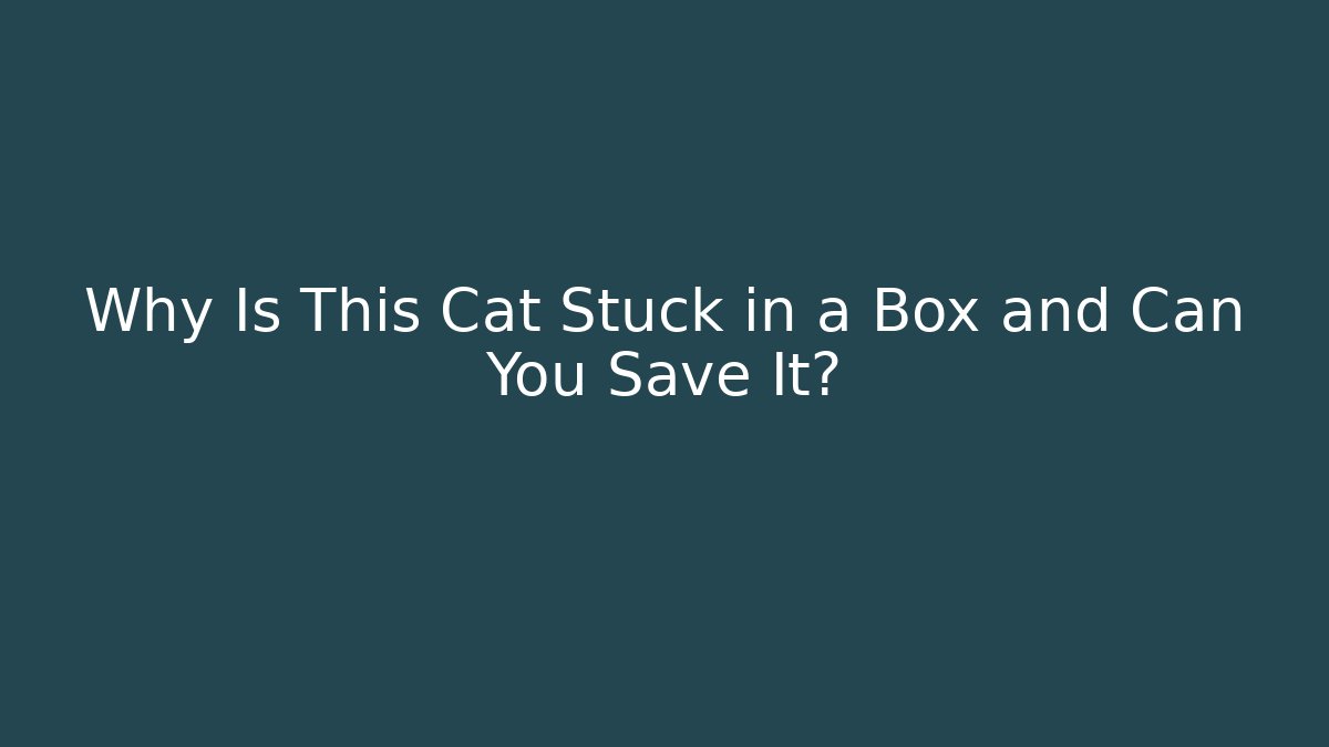 Why Is This Cat Stuck in a Box and Can You Save It?