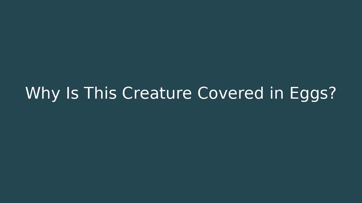 Why Is This Creature Covered in Eggs?