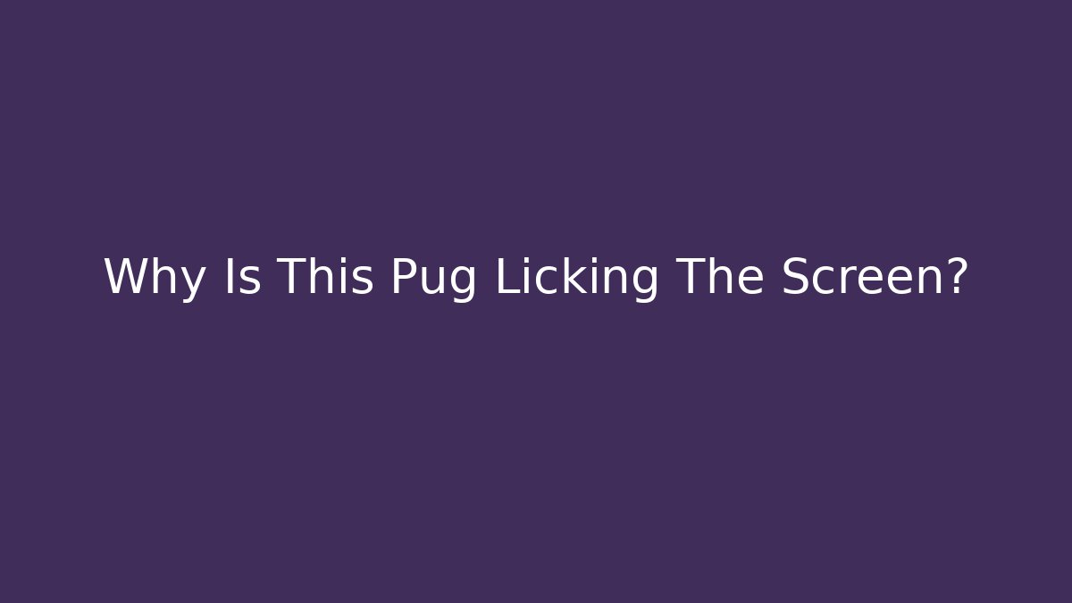 Why Is This Pug Licking The Screen?