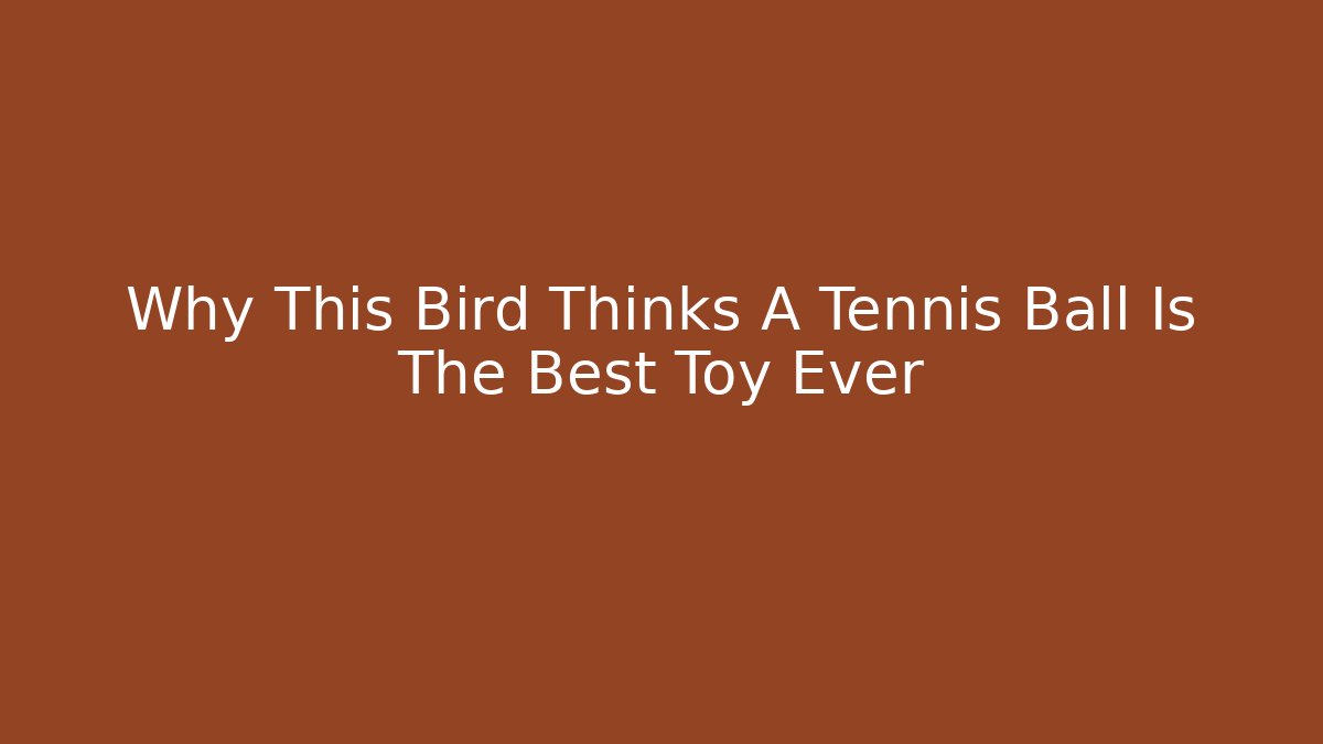 Why This Bird Thinks A Tennis Ball Is The Best Toy Ever