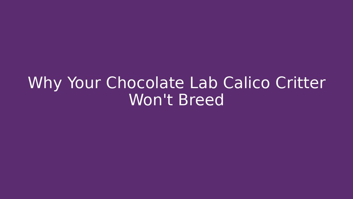 Why Your Chocolate Lab Calico Critter Won't Breed