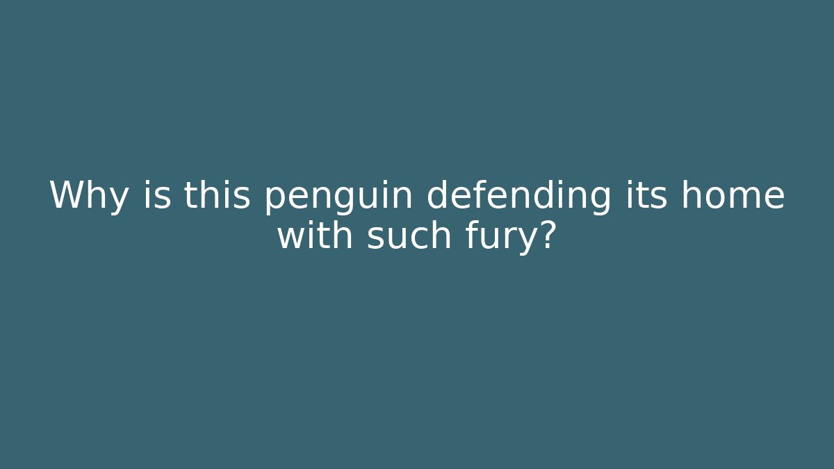Why is this penguin defending its home with such fury?