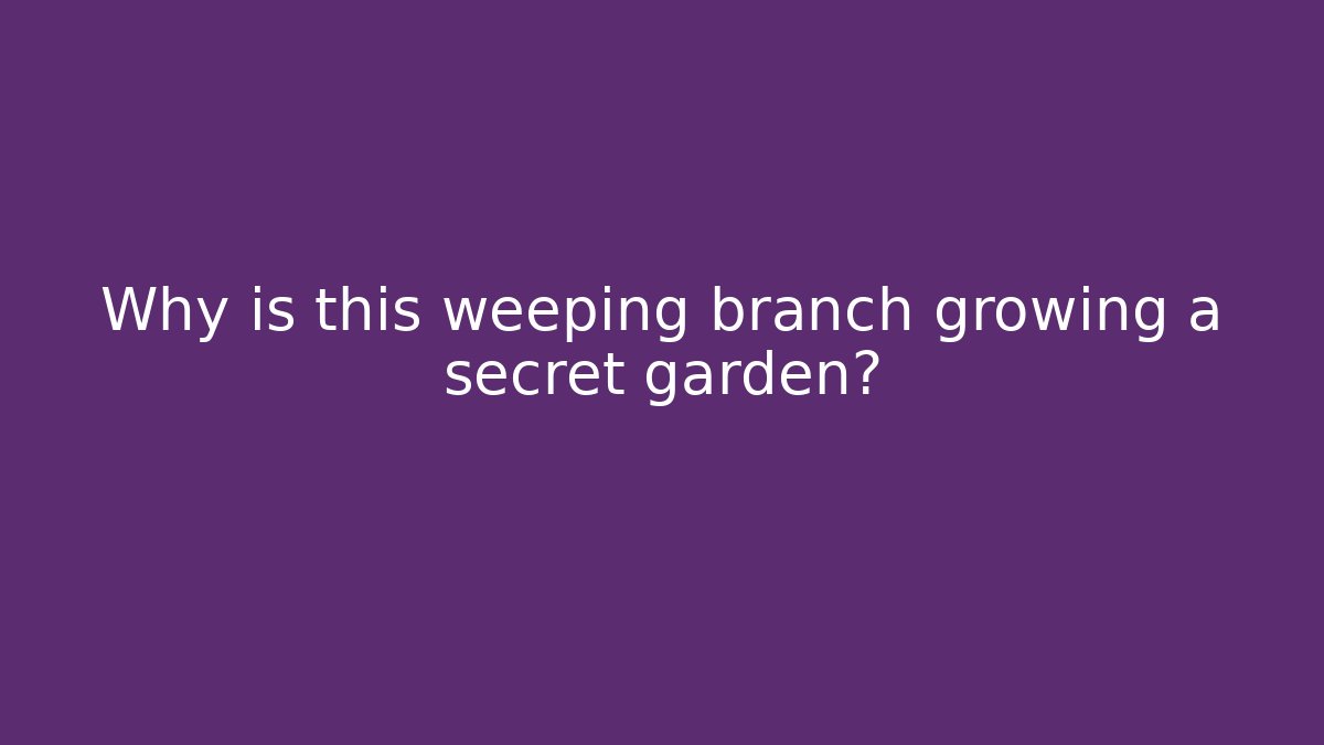 Why is this weeping branch growing a secret garden?